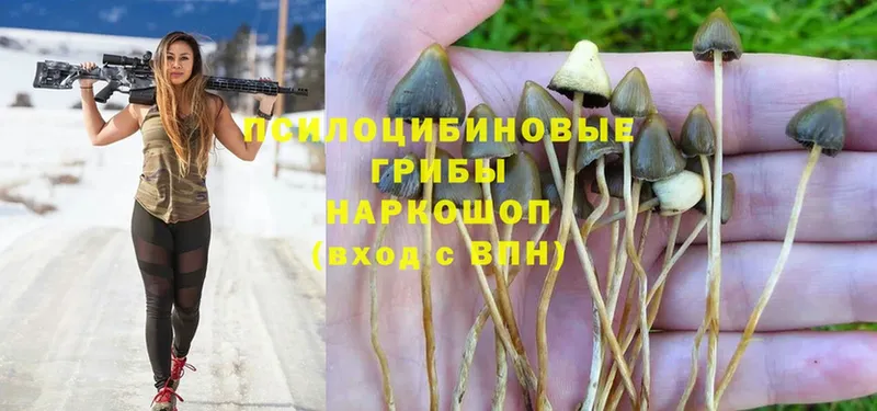 OMG маркетплейс  Салаир  Псилоцибиновые грибы Magic Shrooms 